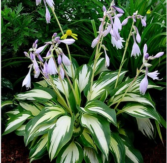 Hosta Night Before Christmas (8009)
